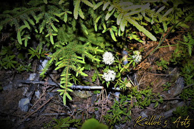 Allowing Yourself to Succeed: What if You Were a Plant That Just Needs Attention?